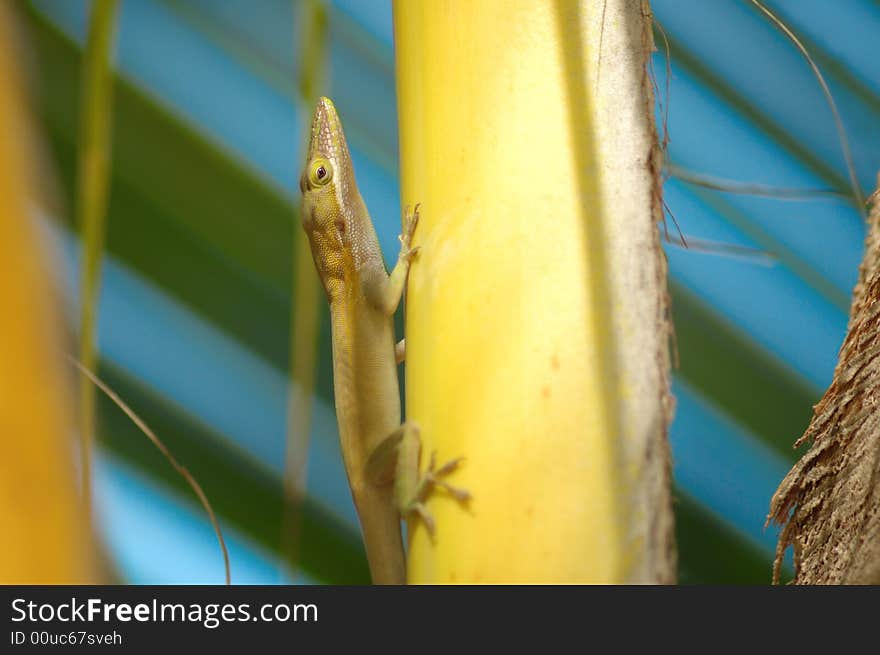 Tropical lizard