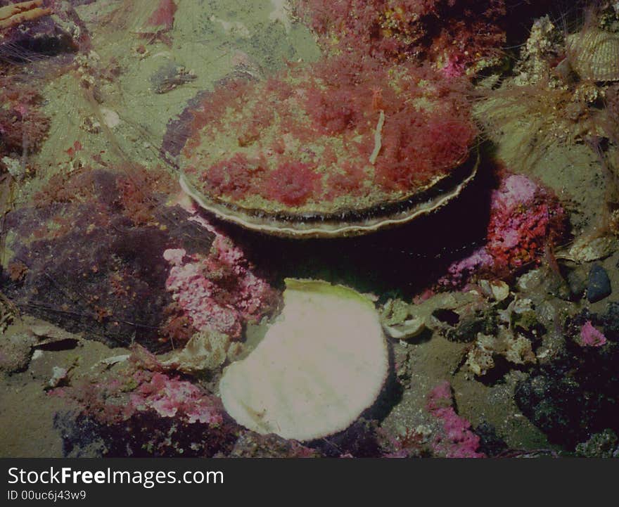 Underwater life of Kuril islands