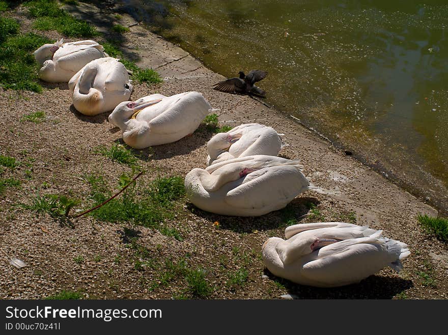 The pelicans sleeping at the sun