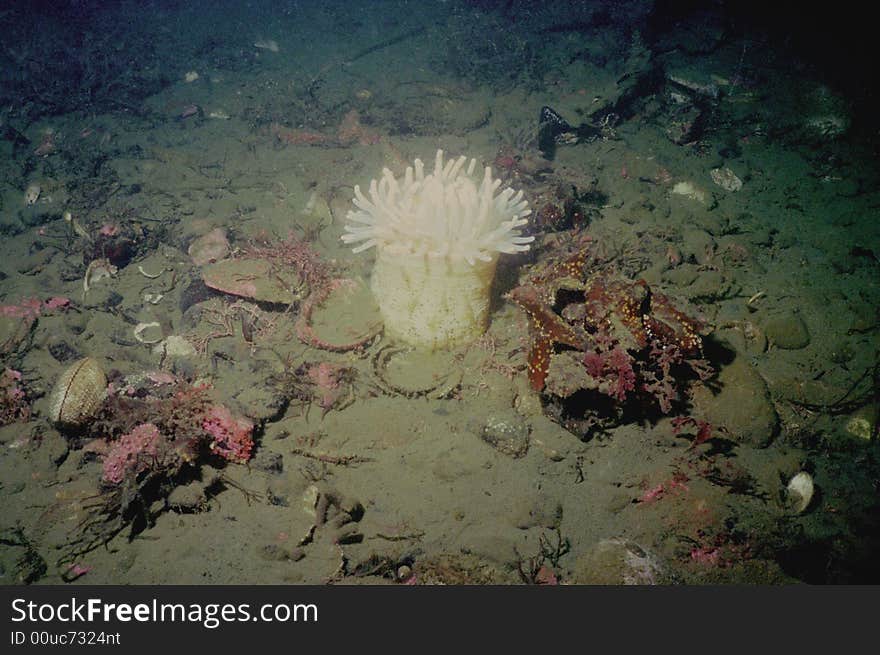 Underwater life of Kuril islands