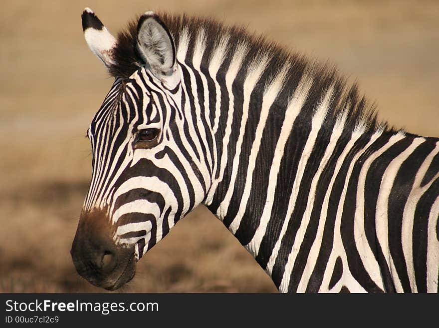 The face of a zebra