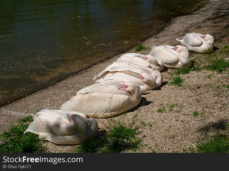 The pelicans sleeping at the sun