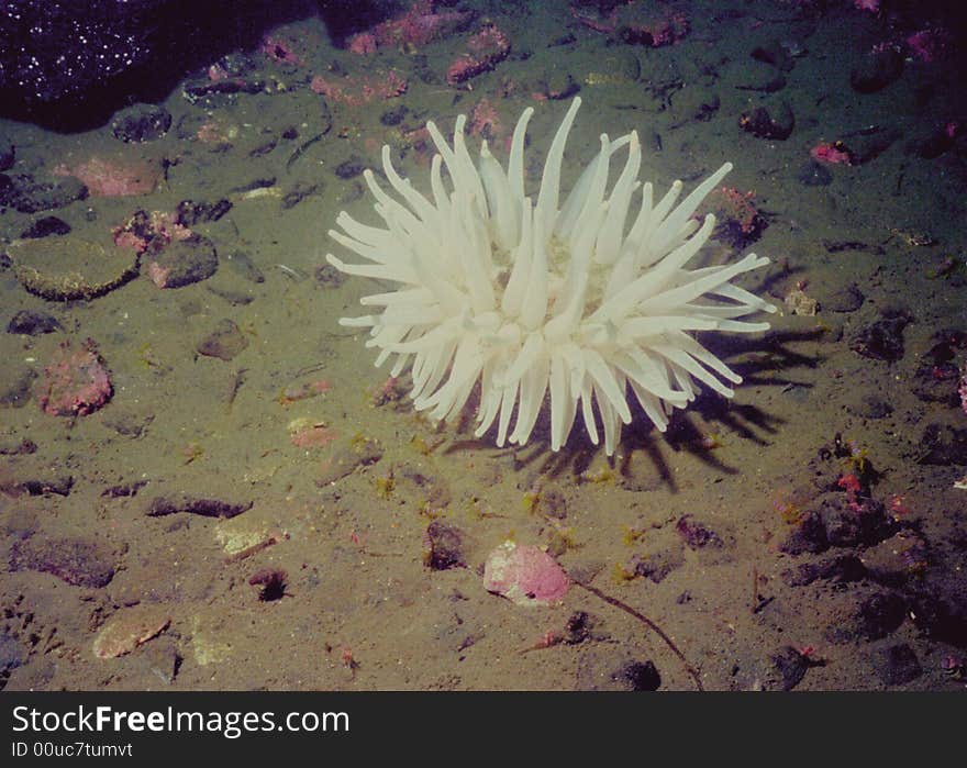 Underwater life of Kuril islands