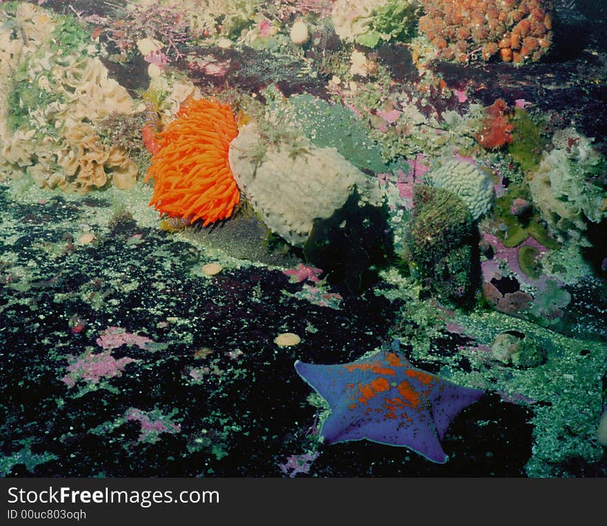 Underwater life of Kuril islands