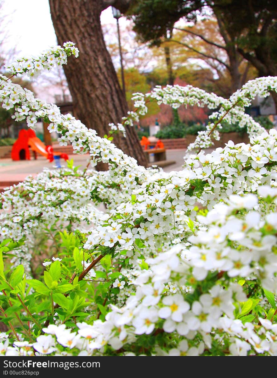 Spring Flowers