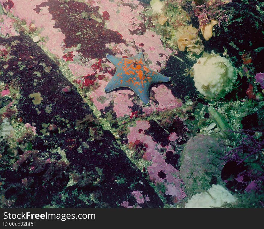 Underwater life of Kuril islands