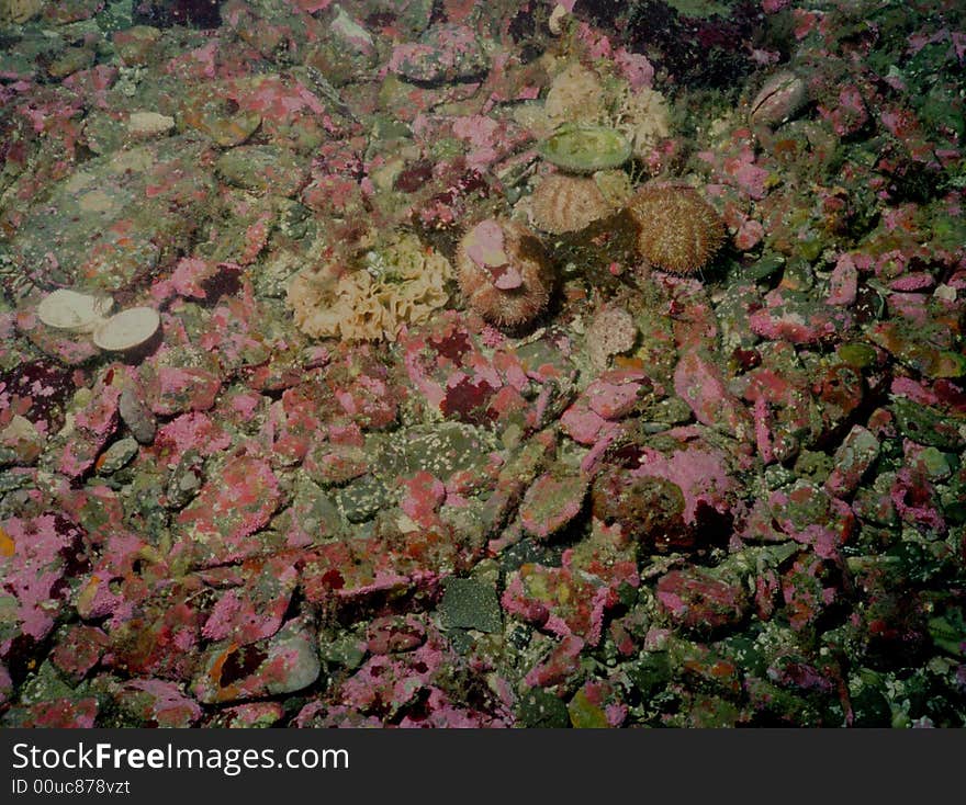 Underwater Life Of Kuril Islands