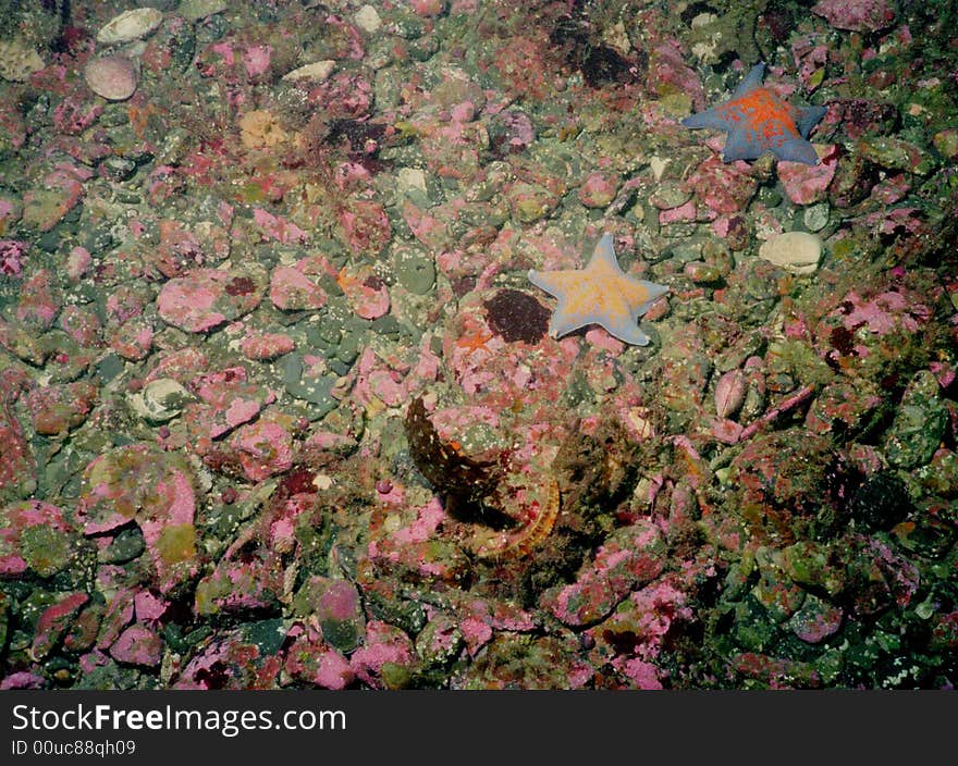 Underwater life of Kuril islands