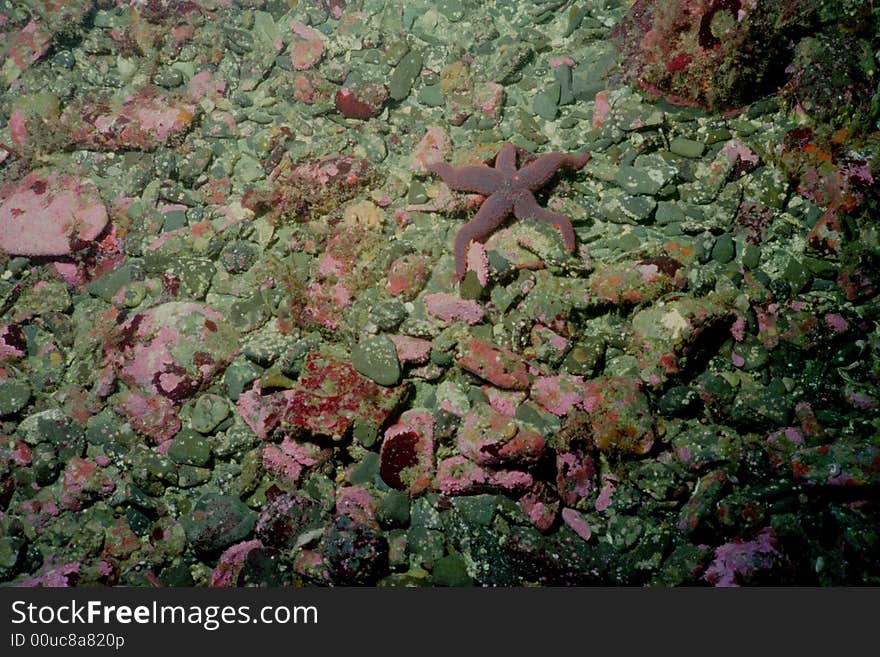 Underwater life of Kuril islands