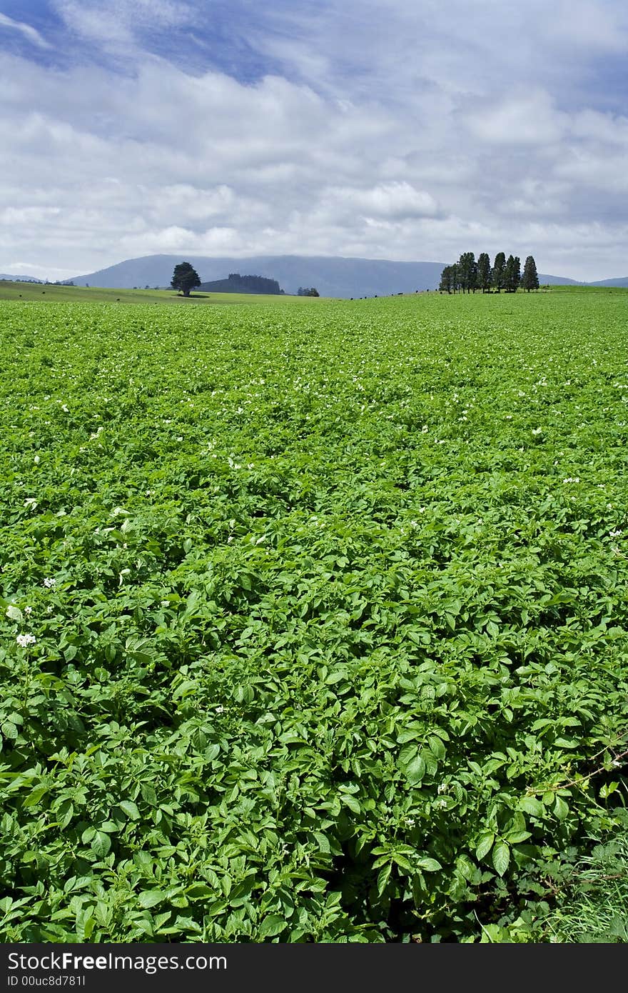 Green Field Ladscape