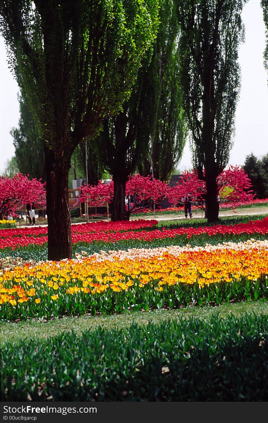 field of tulips; color belt