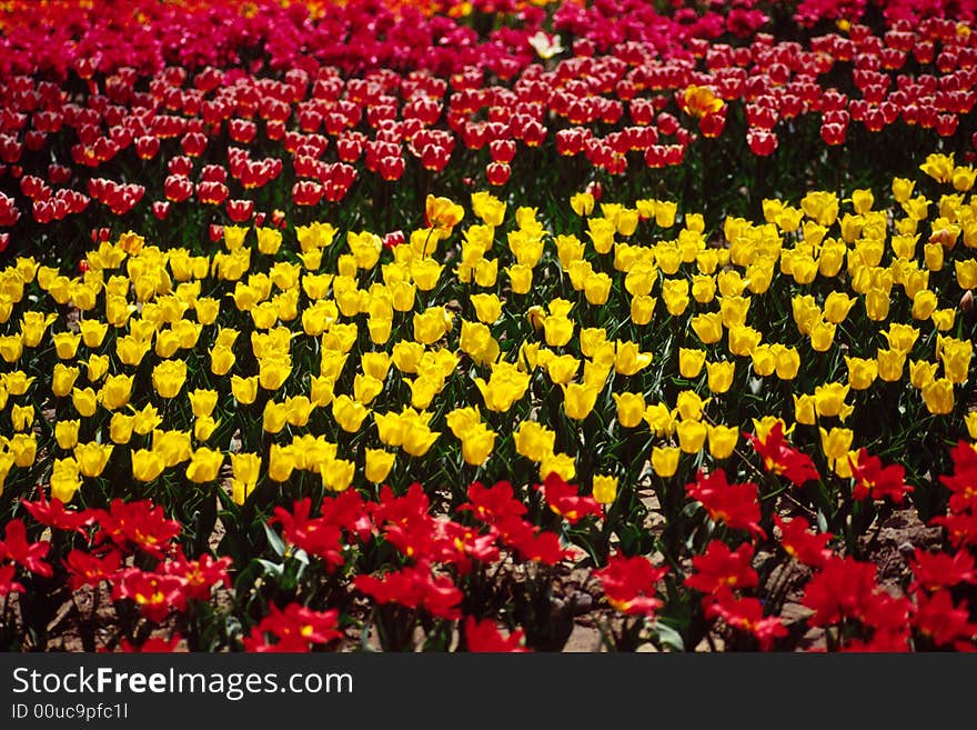 field of tulips