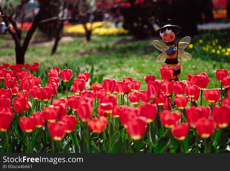 field of tulips