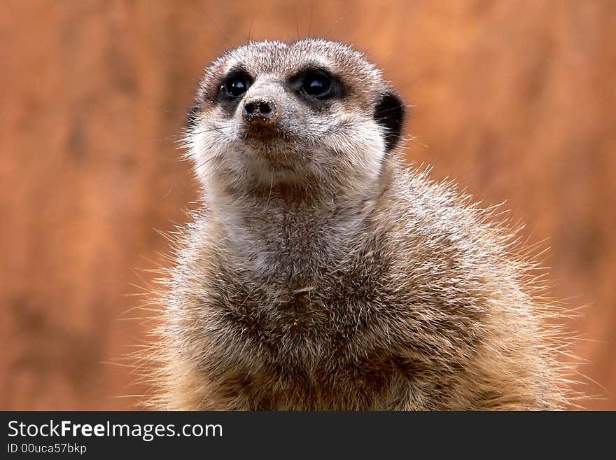 Suricate