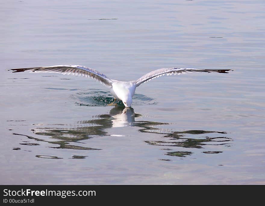 One seagull fishes under water. One seagull fishes under water