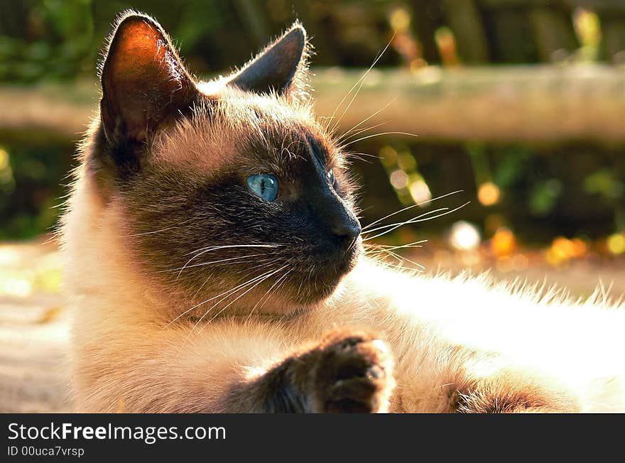 Siamese Cat