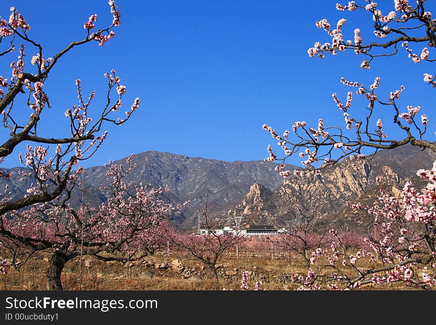 Mountain and blossom