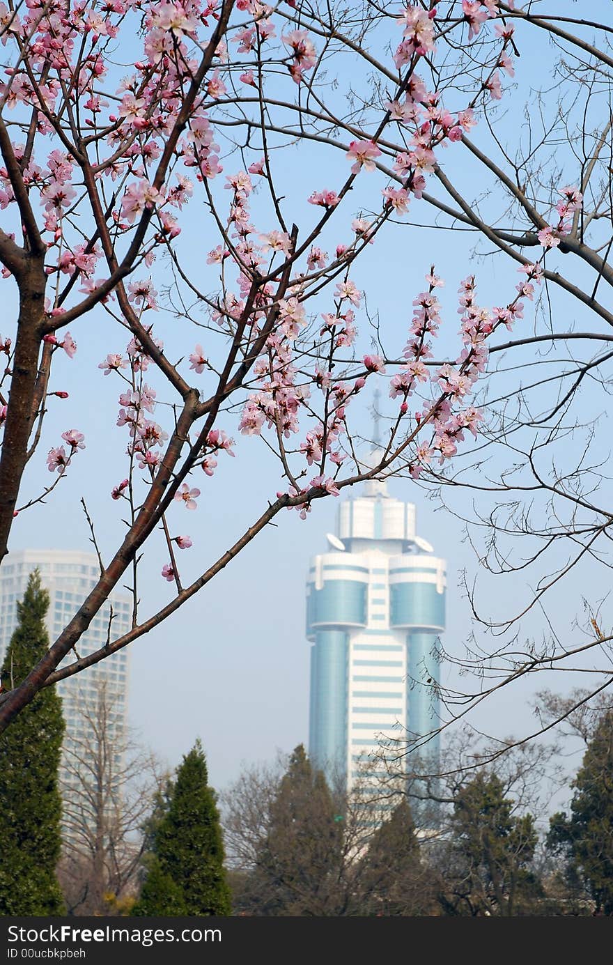 Peach Blossom