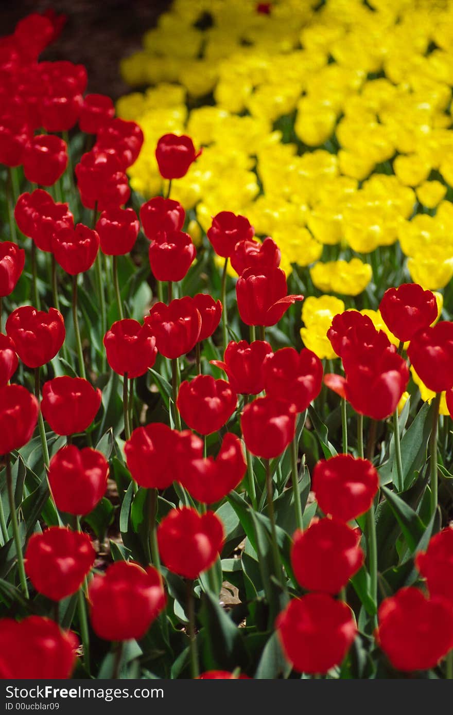 tulips of two different colors. tulips of two different colors