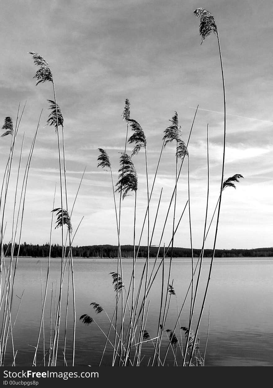 Lake sun spring reed fishpond