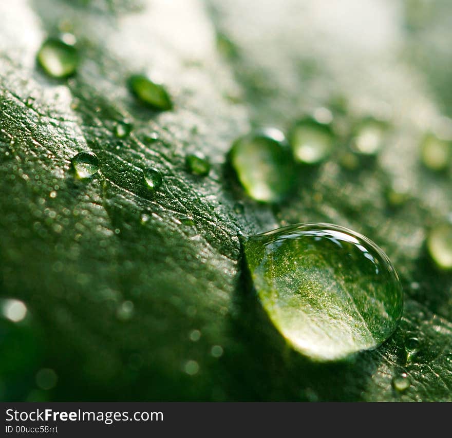 leaf with morning waterdrops  shallow  DOF. leaf with morning waterdrops  shallow  DOF