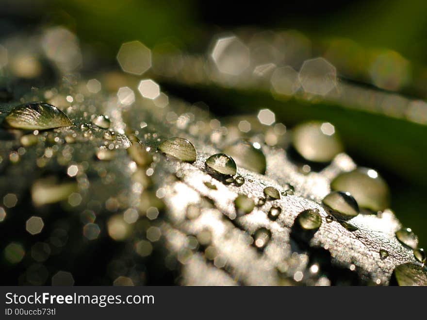 Leaf with morning waterdrops shallow DOF. Leaf with morning waterdrops shallow DOF