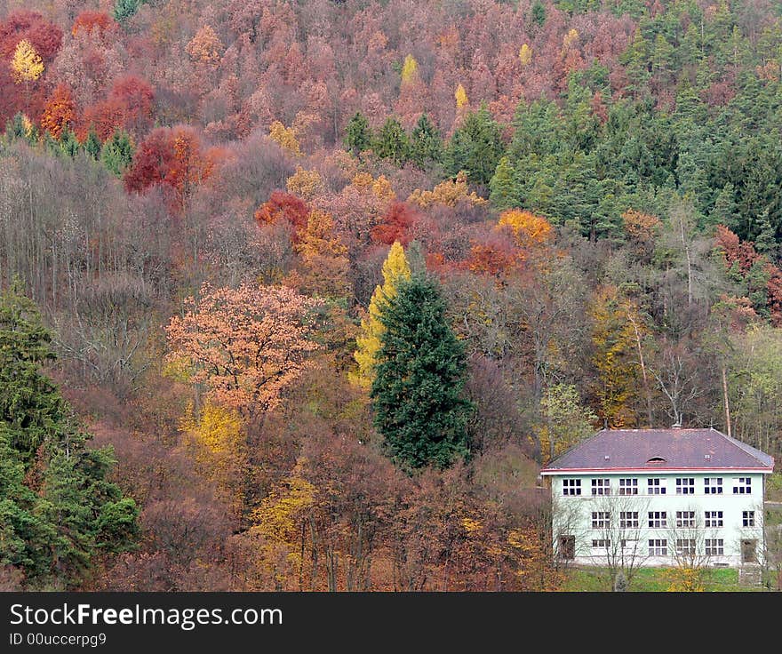 Autumn fall natur forest school