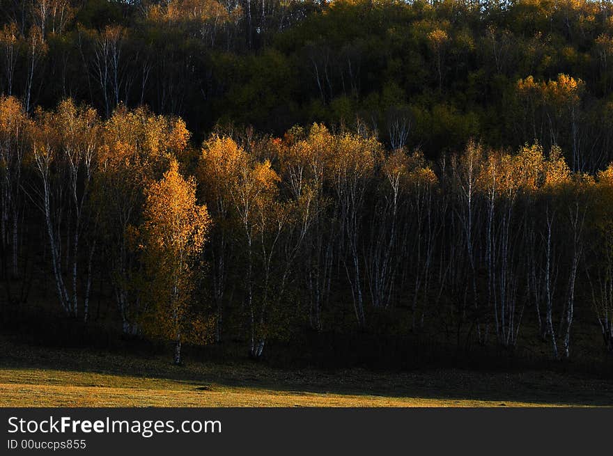 Sunshine on Treetop