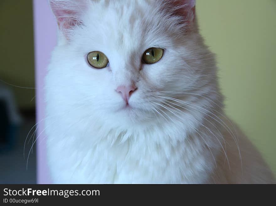 A beautiful little white cat