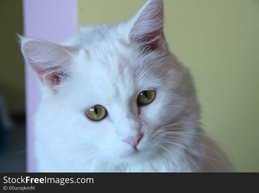 A beautiful little white cat