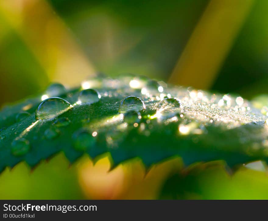 Leaf with morning waterdrops  shallow  DOF. Leaf with morning waterdrops  shallow  DOF