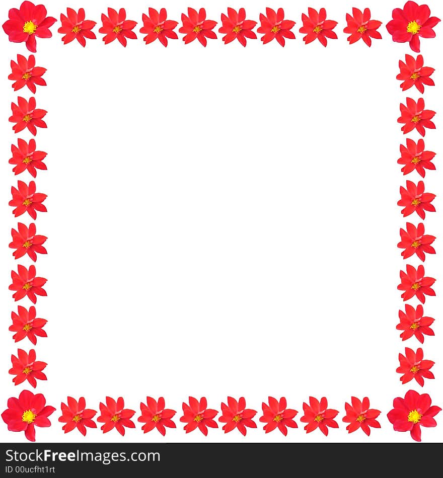 Spring and summer border red flowers isolated on a white background. Spring and summer border red flowers isolated on a white background