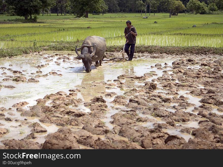 Plough with water buffalo