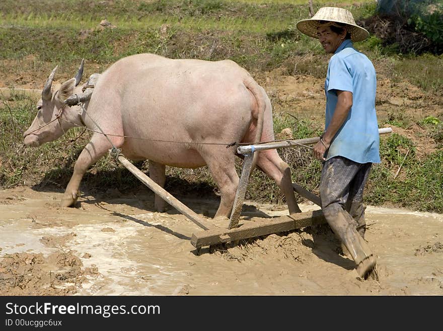 Plough with water buffalo