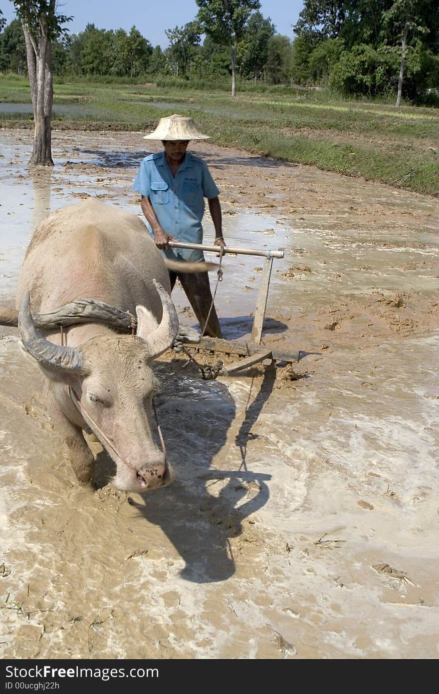 Plough with water buffalo