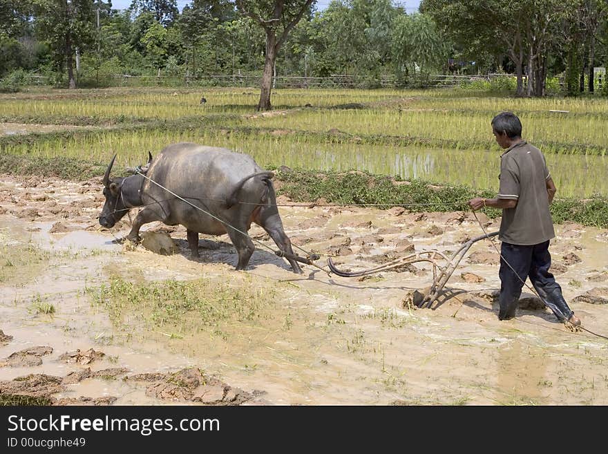 Plough with water buffalo