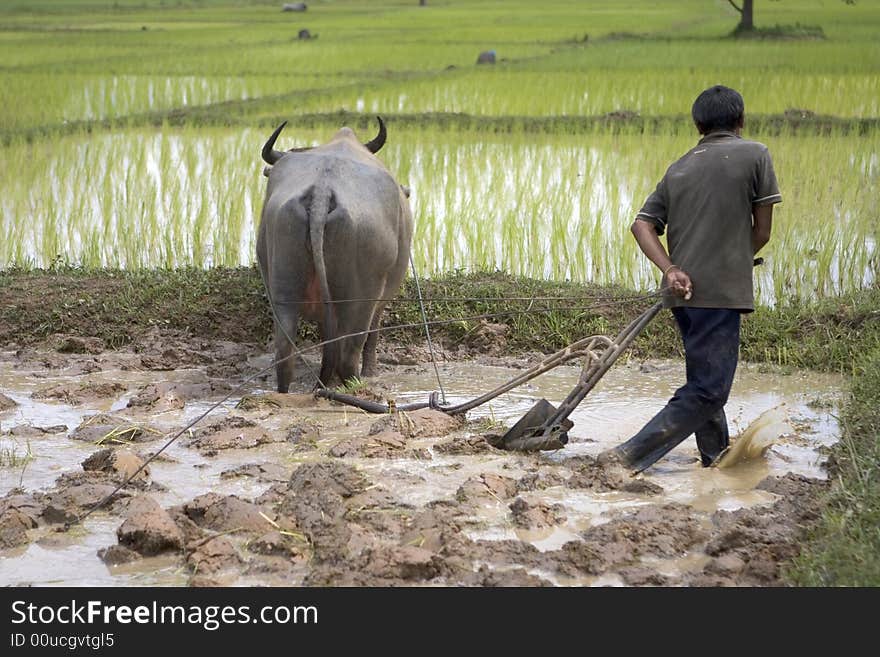 Plough With Water Buffalo