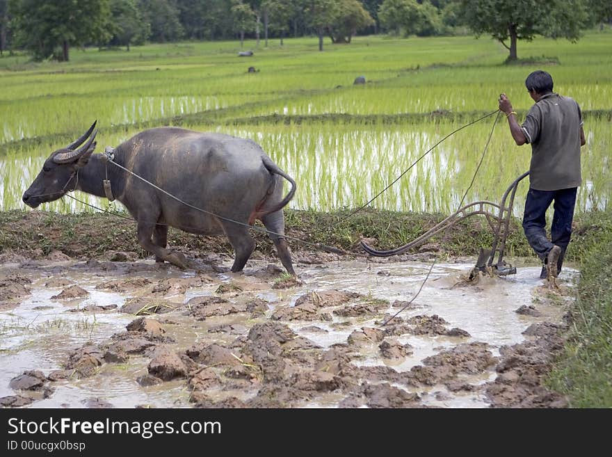 Plough with water buffalo