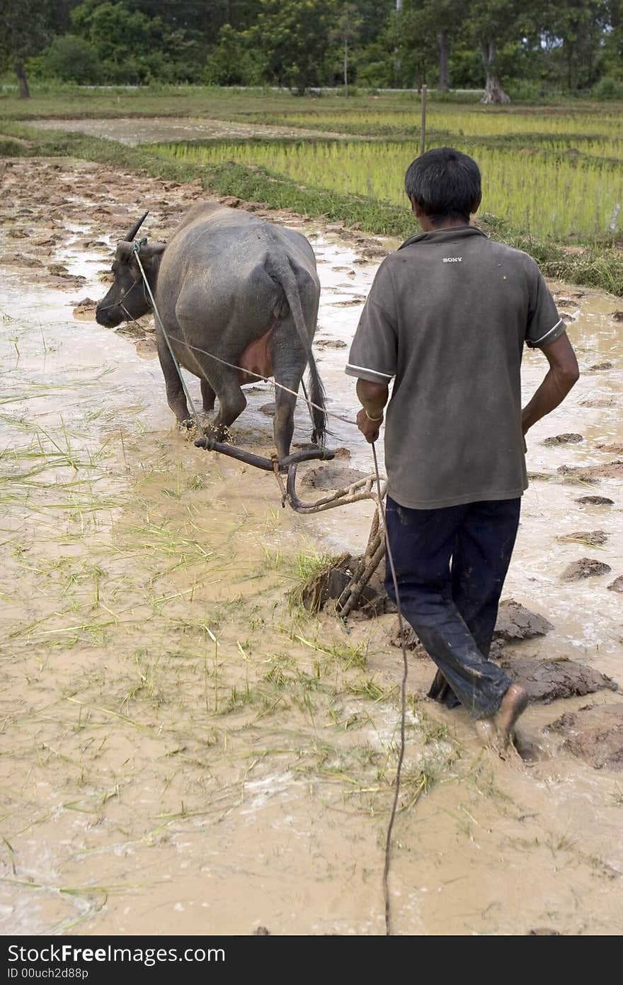 Plough with water buffalo