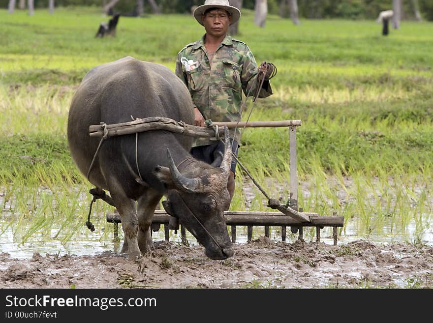 Plough With Water Buffalo