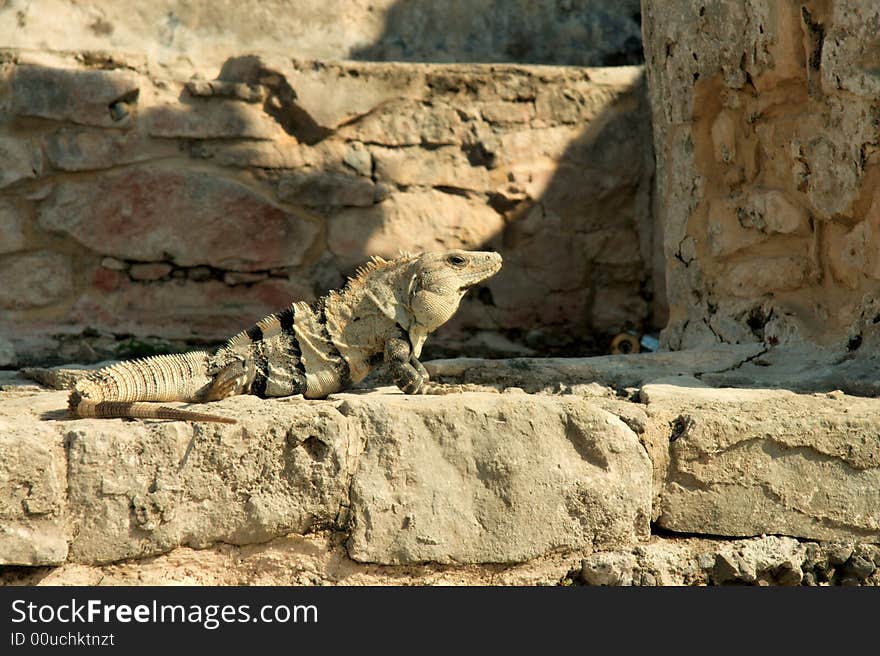 Iguana