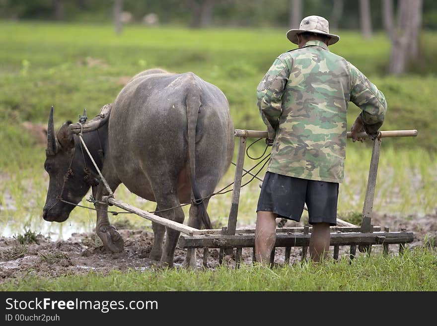 Plough With Water Buffalo