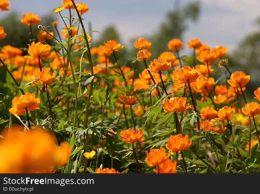 A lot of orange flowers in the countryside at summer time