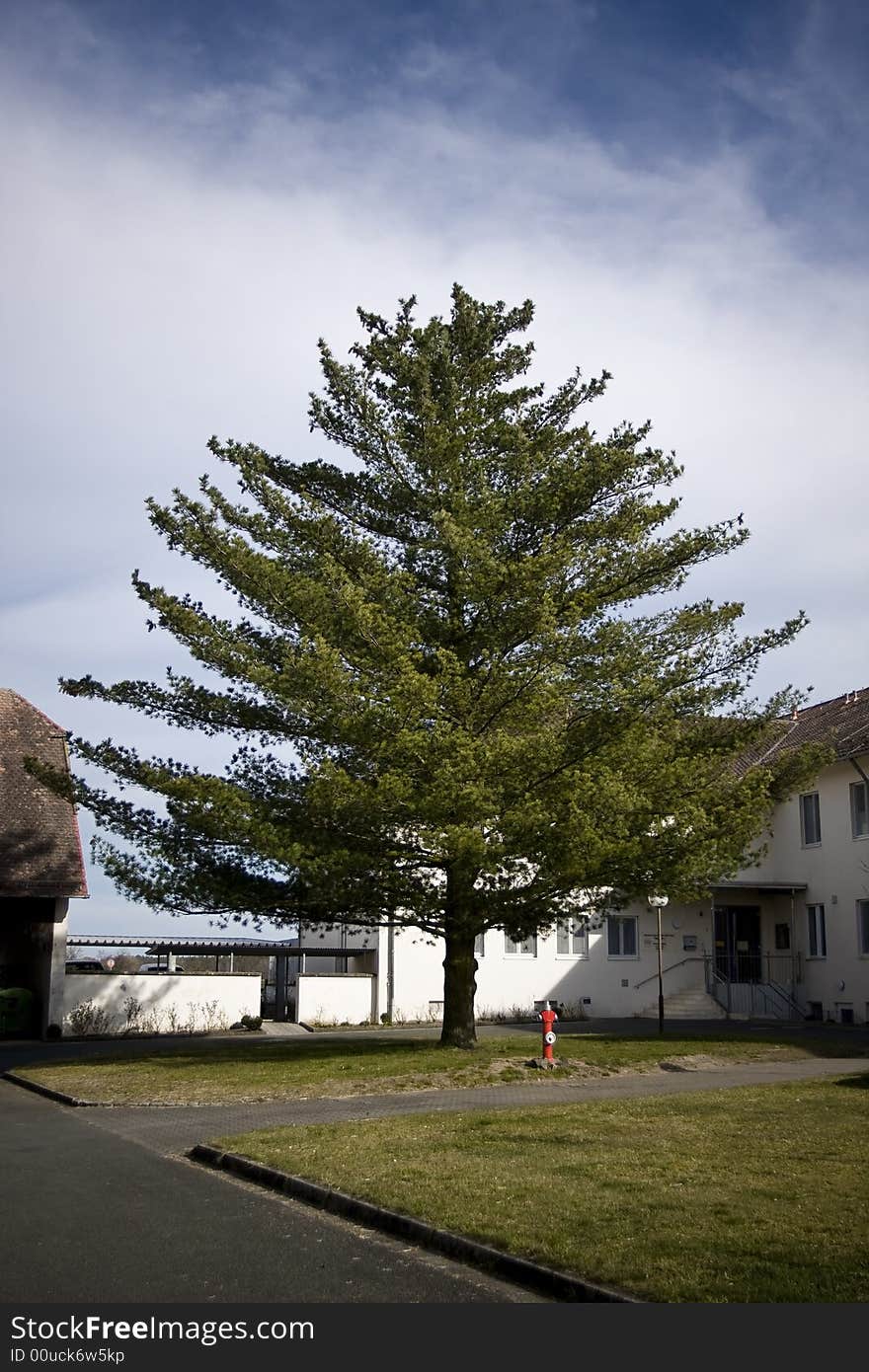 Conifer with hydrant in a street near the town of Erlangen, Germany