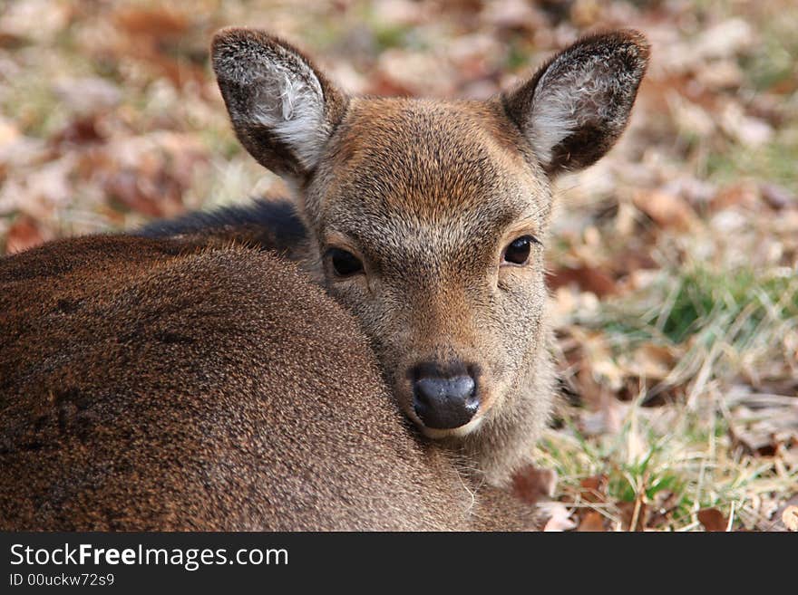 Deer in the forest in winter