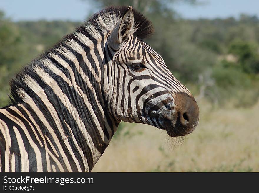 A Burchells Zebra in the Kruger National Park, South Africa. A Burchells Zebra in the Kruger National Park, South Africa.