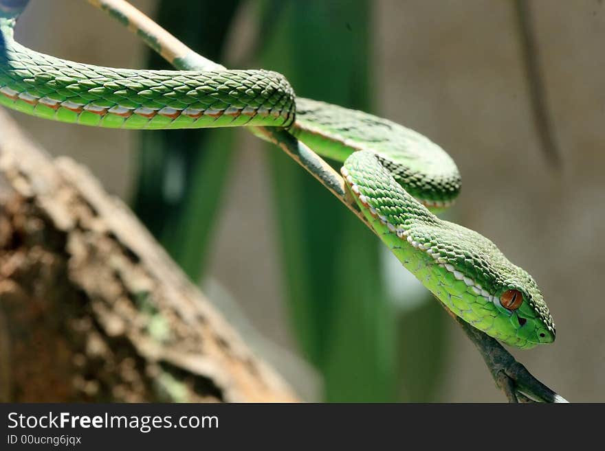 A green sneaking snake with red eyes