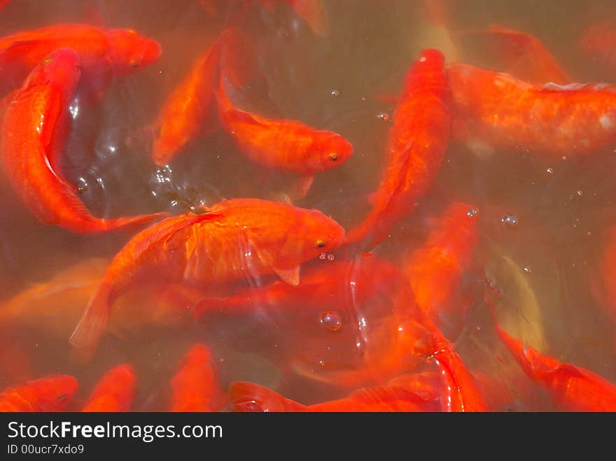 Feeding  Red   Koi