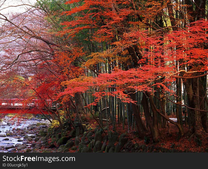 Japanese autumn scenery in mountain park-16. Japanese autumn scenery in mountain park-16