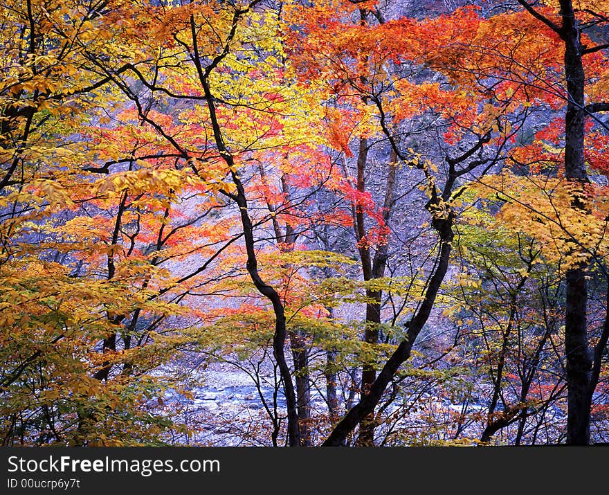 Japanese autumn scenery in mountain park-16. Japanese autumn scenery in mountain park-16